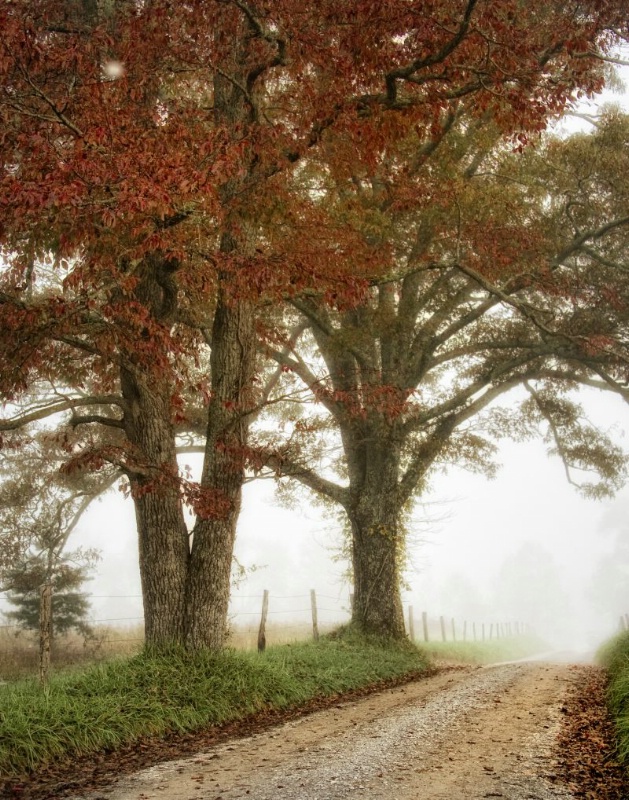 Oaks in the Fog