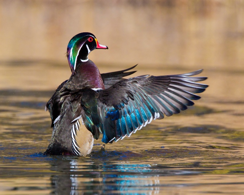 Wood Duck 0578