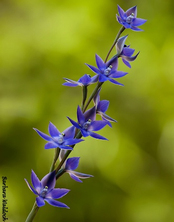 Scented sun orchid