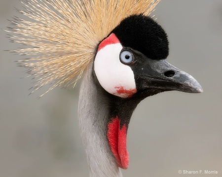 Crowned Crane