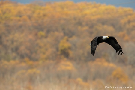 Conowingo Nov 2013