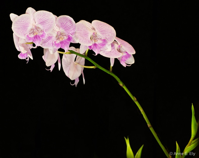 Orchids - ID: 14257407 © Anne E. Ely