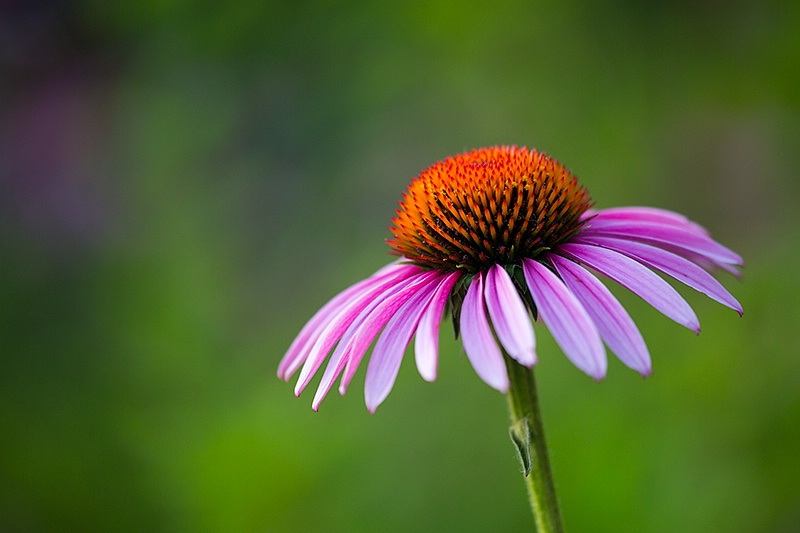 Cone Flower