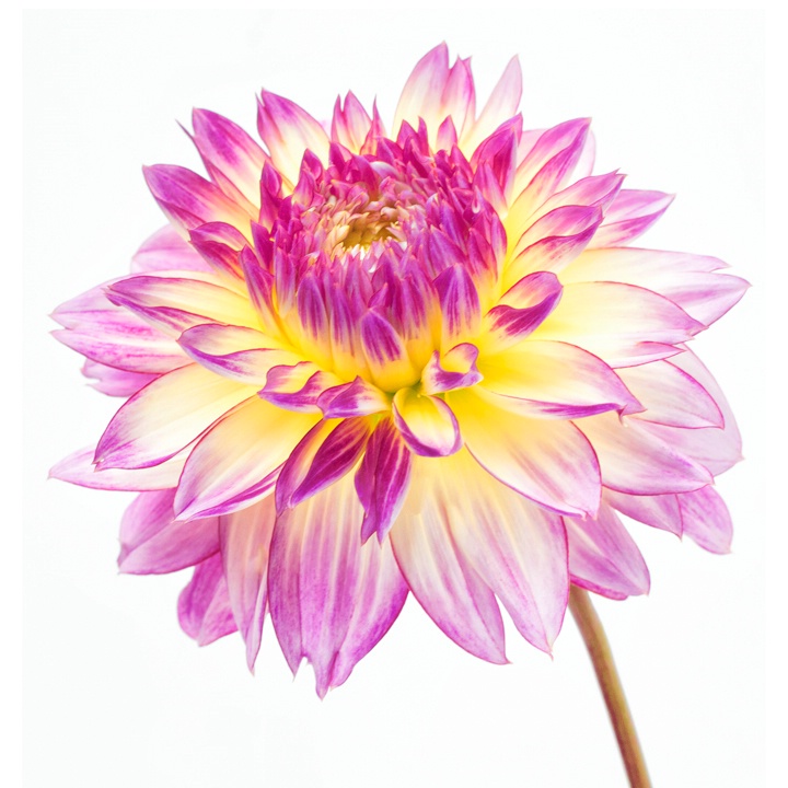 Dahlia