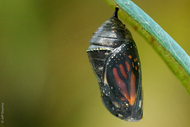 Monarch Chrysalis