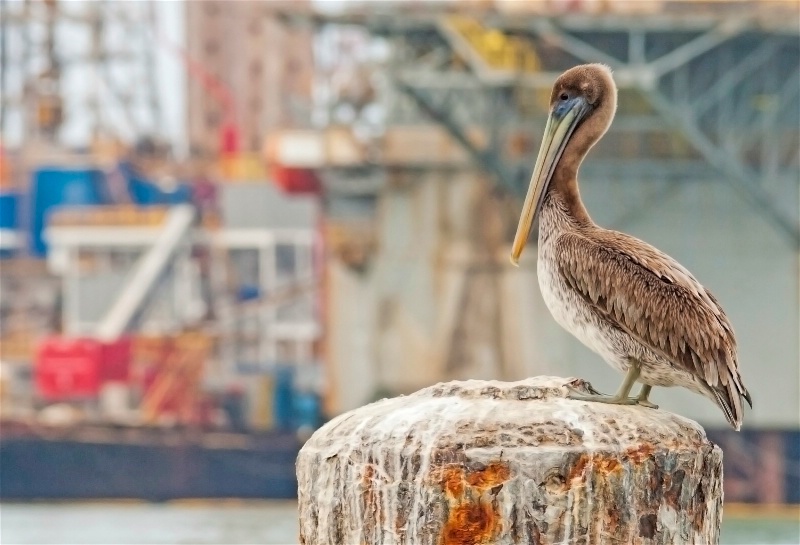 Port Of Galveston Pelican