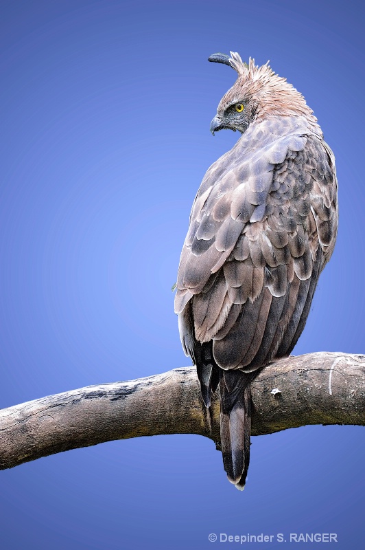 Changeable Hawk-Eagle (Spizaetus cirrhatus)