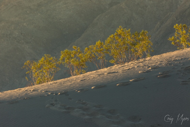 Creosote Sunrise