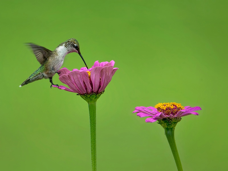 Summer Hummer