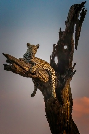 Leopard Lookout