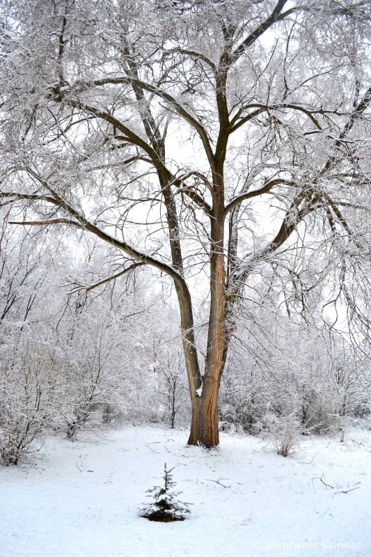 Snow & Sepia Grace