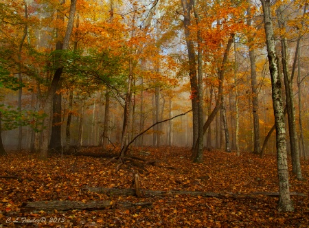 Fall at Norris Dam State Park