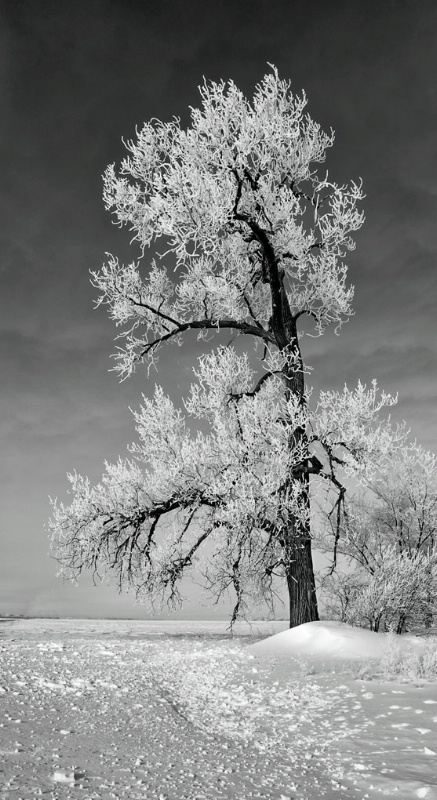 Cottonwood in glorious frost