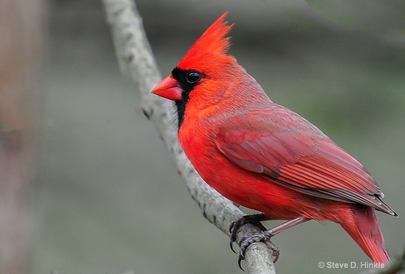 The Scarlet King Of The Forest!