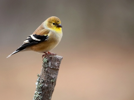 Puffy  Goldfinch