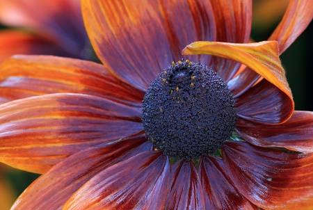 Autumn Black Eyed Susan