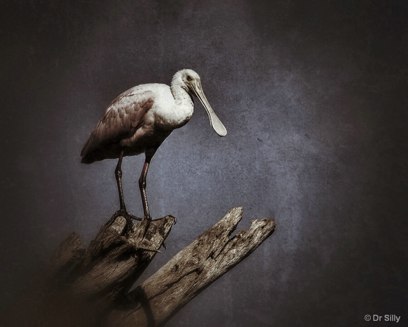 Spoonbill