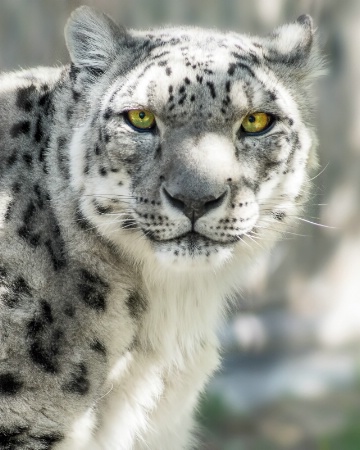 Snow Leopard