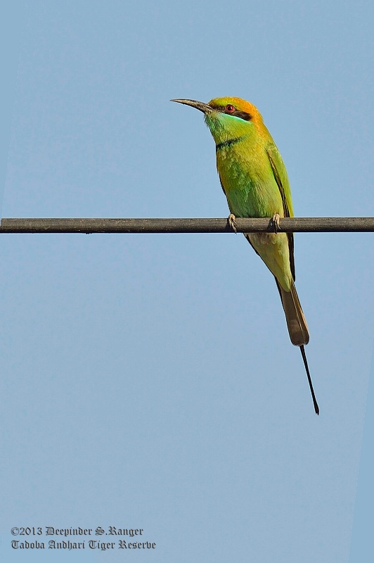 Small bee-eater (Merops orientalis)-2