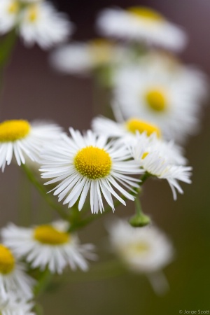 From the garden