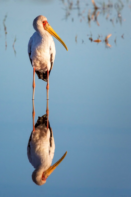 Yellow-billed Stork