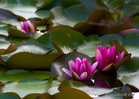 Water Lilies