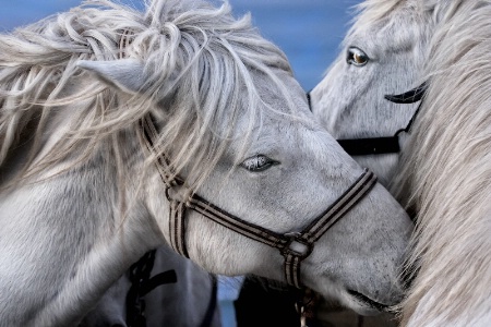 Horse Scents