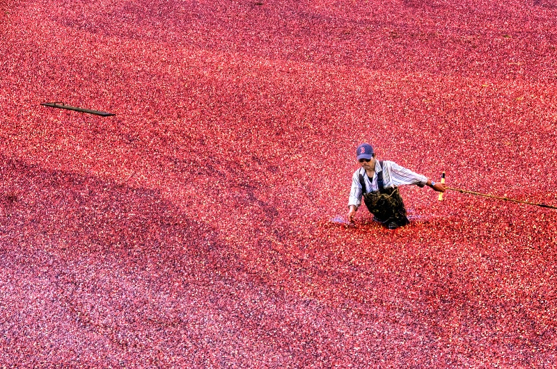 Cranberry Harvest