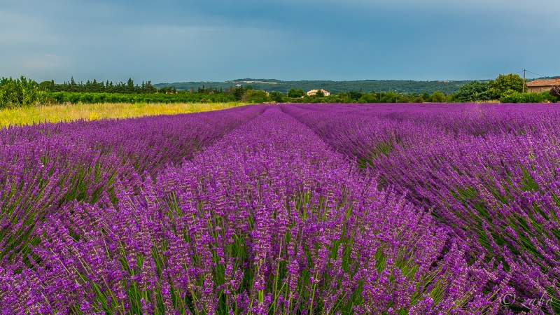 Lavender Field, Provence