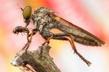 Robberfly and prey