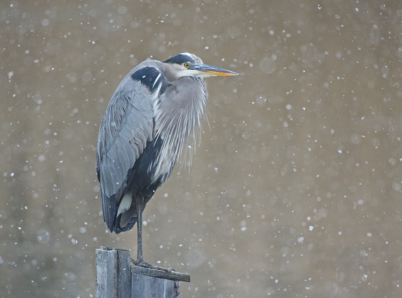 Dejected Blue Heron in the Snow