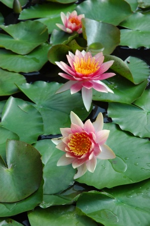 Water Lillies.