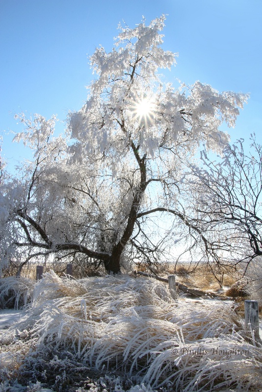 After a Freezing Fog