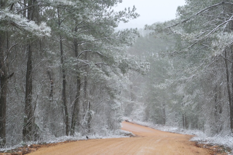 no snow for the road