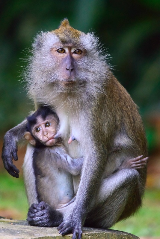 Common Monkey