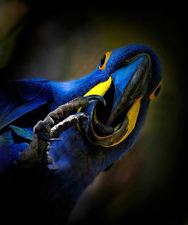 Blue Macaw