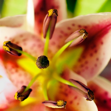 Lily Stamens