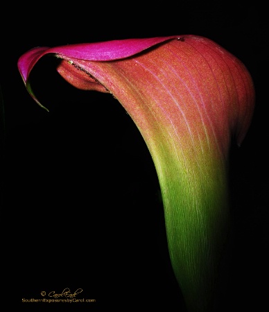 Calla