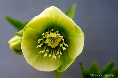 Hellebore