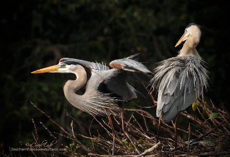 Great Blue Heron Pair, Wakodahatchee Wetlands