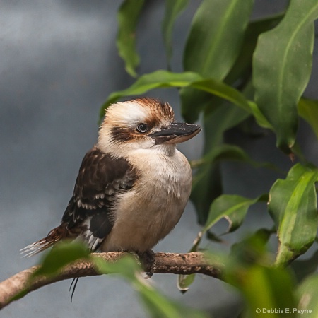 KOOKABUURA