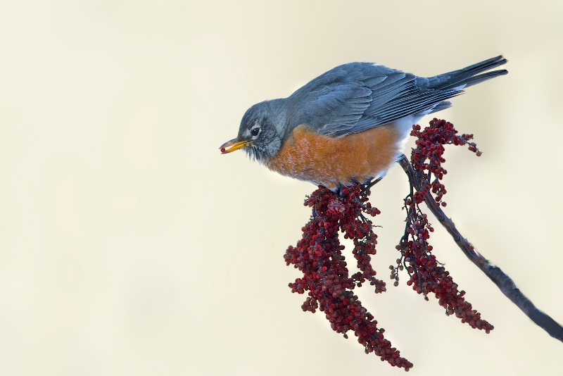 Robin and Sumac