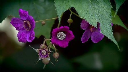 Wild Raspberry Blossoms