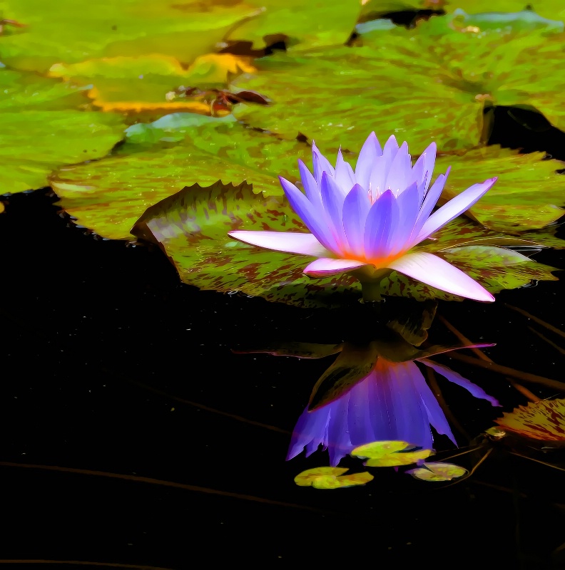 Water Lily