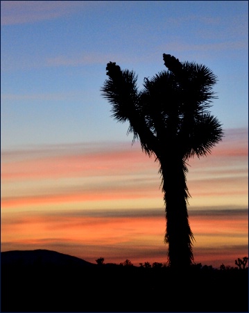 Desert Sunset