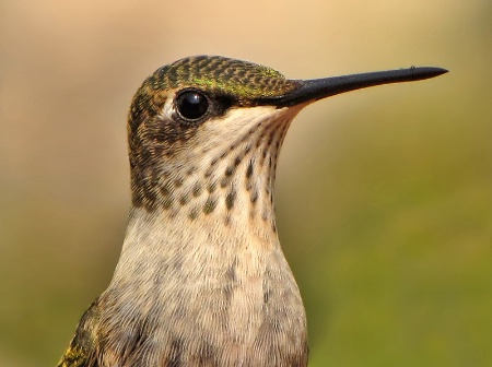 Hummingbird Portrait