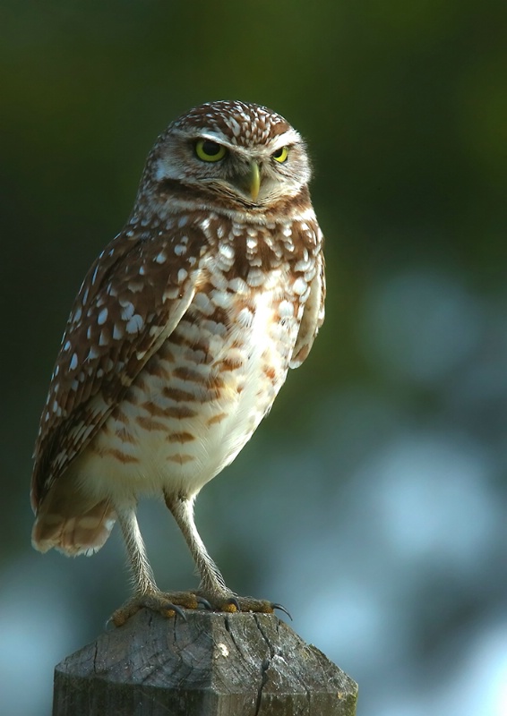 Burrowing Owl