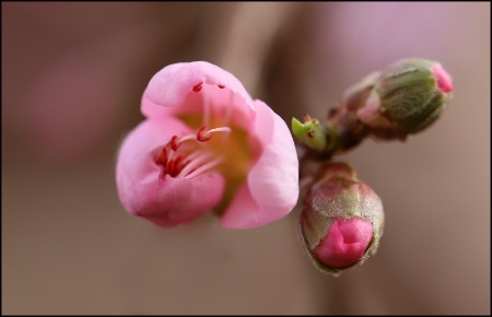 Emerging Springtime