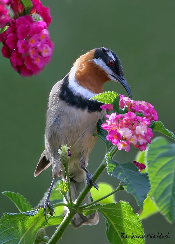 Spinebill