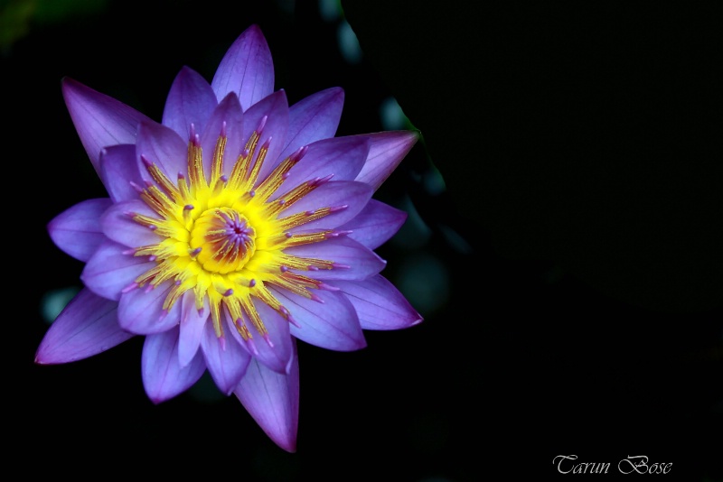 Water Lily.